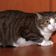 Illustration for article titled It Impossible To Tell What Sounds Will Freak Out Cat